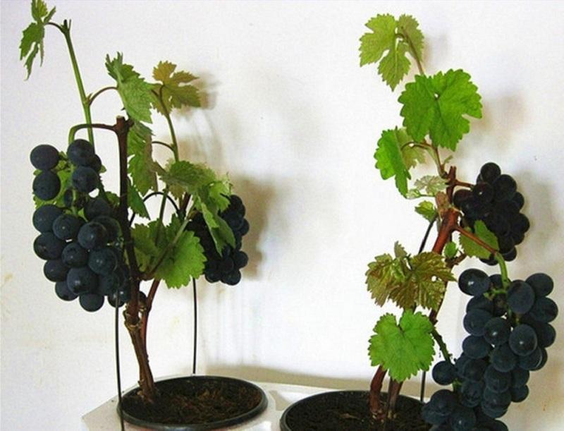 cultivo de uvas en un apartamento