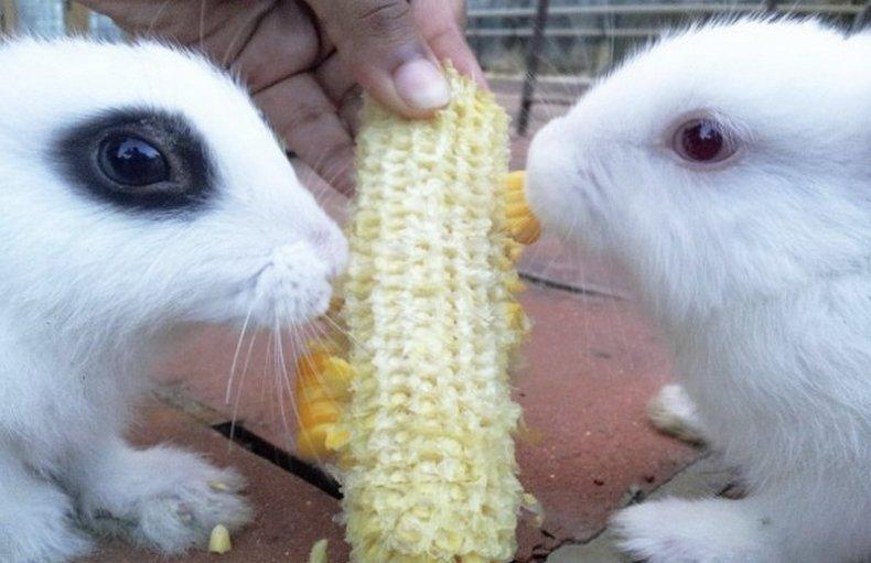 majs til kaniner