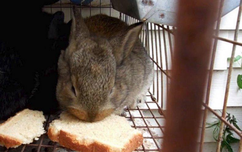 czy można karmić króliki chlebem