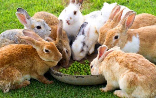 viele Kaninchen