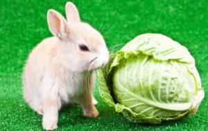 È possibile nutrire i conigli con cavolo e quanto dargli