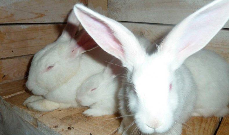hikol de raça de conill