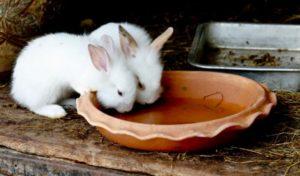 Instruktioner til brug af jod til kaniner og hvordan man kan give dem til forebyggelse