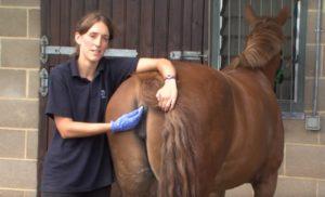 Đọc nhiệt độ bình thường ở ngựa và điều trị bất thường