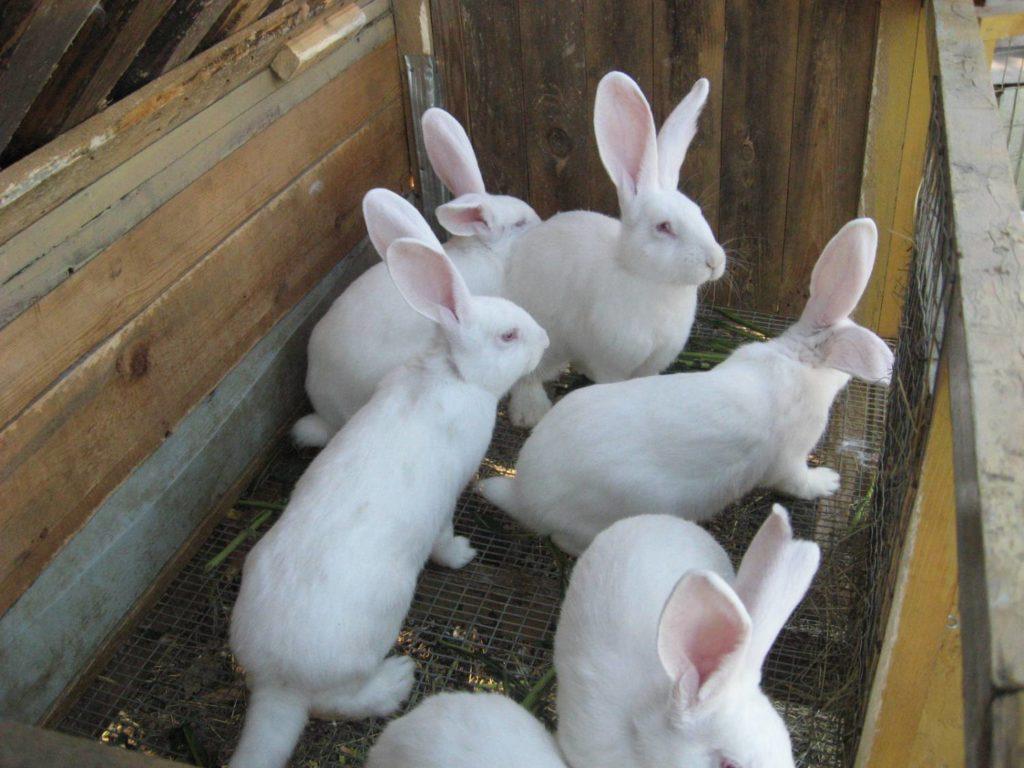 diferentes conejos
