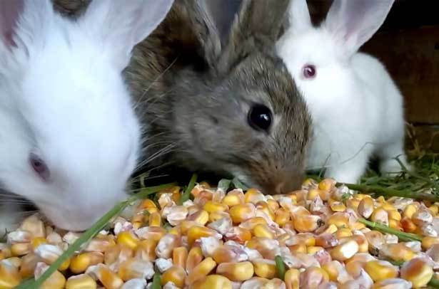 alimentando coelhos