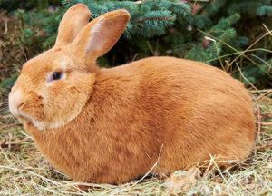 Description and characteristics of the Burgundy rabbit breed, rules of maintenance