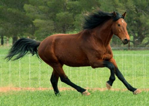 lauru zirgs