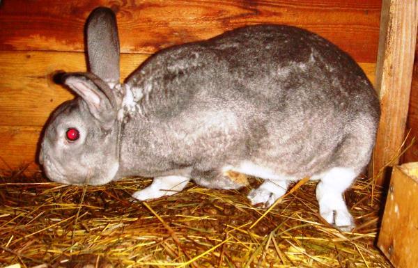 Bệnh listeriosis thỏ