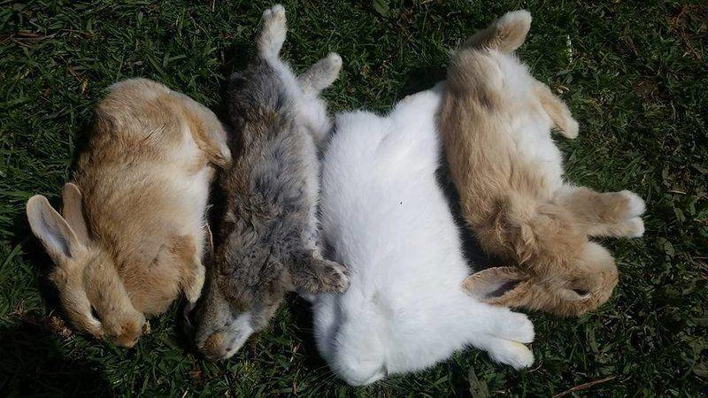 konijnen sterven