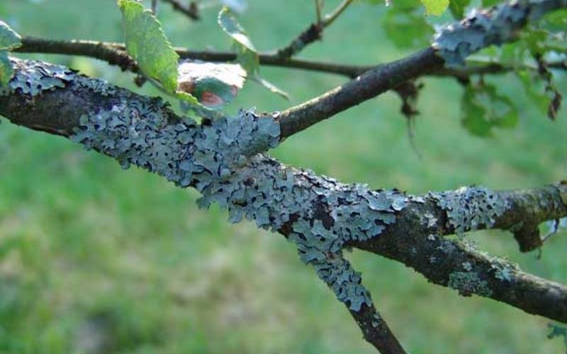 plum disease Lichen