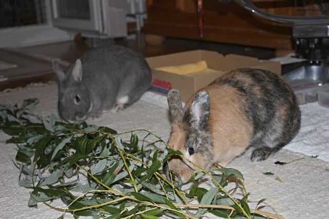alimentando conejos