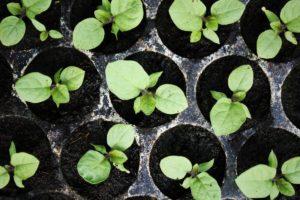 Wann man Auberginen für Setzlinge pflanzt, Timing und häusliche Pflege