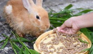 Evde tavşanlar için karma yem tarifleri ve günlük ödenek