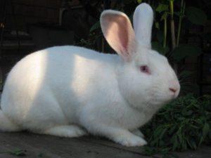 Kenmerken en beschrijving van witte Pannon-konijnen, regels voor het houden