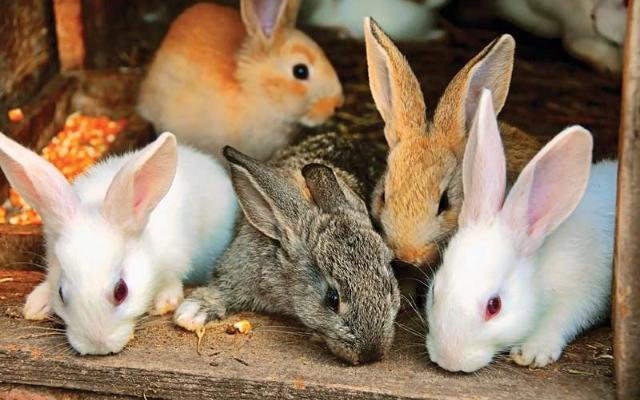 rôznych králikov