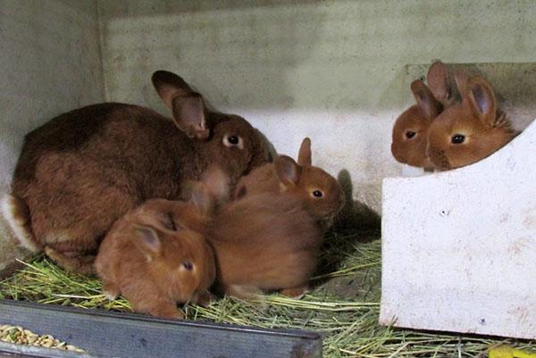 kleine konijnen