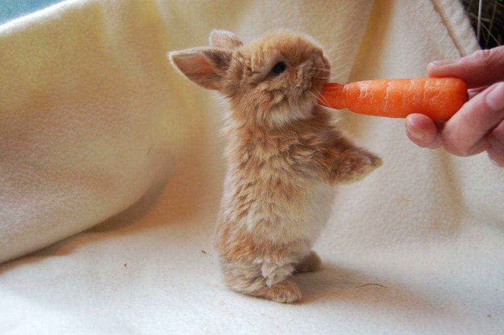 konijn en wortel