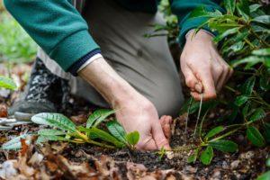 Hoe rododendron thuis op de juiste manier te vermeerderen