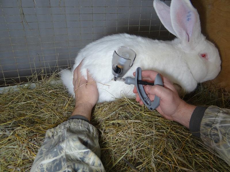 szczepienie królików