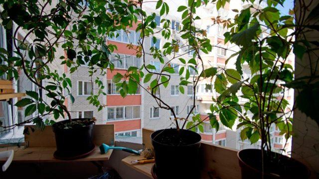 trồng nho trong một căn hộ