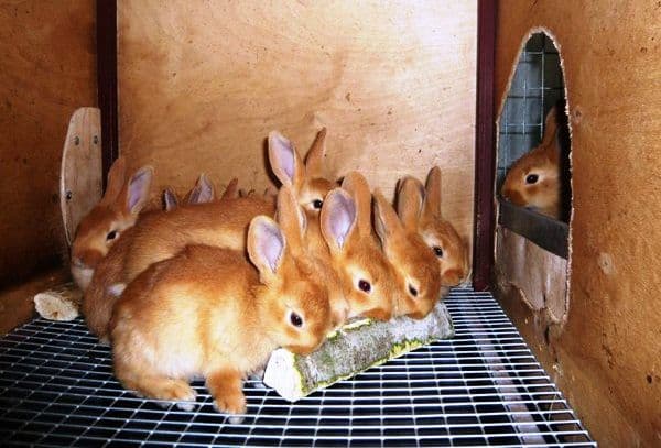 mnoho králíků
