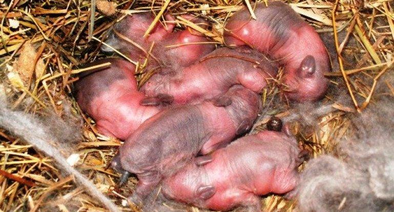 novorođeni zečevi