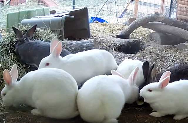 Hikol rasy królików