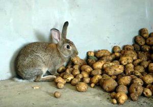 Is het mogelijk en hoe kun je rauwe aardappelen aan konijnen geven, de regels voor introductie tot het dieet
