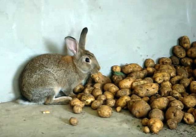 bramborový králík