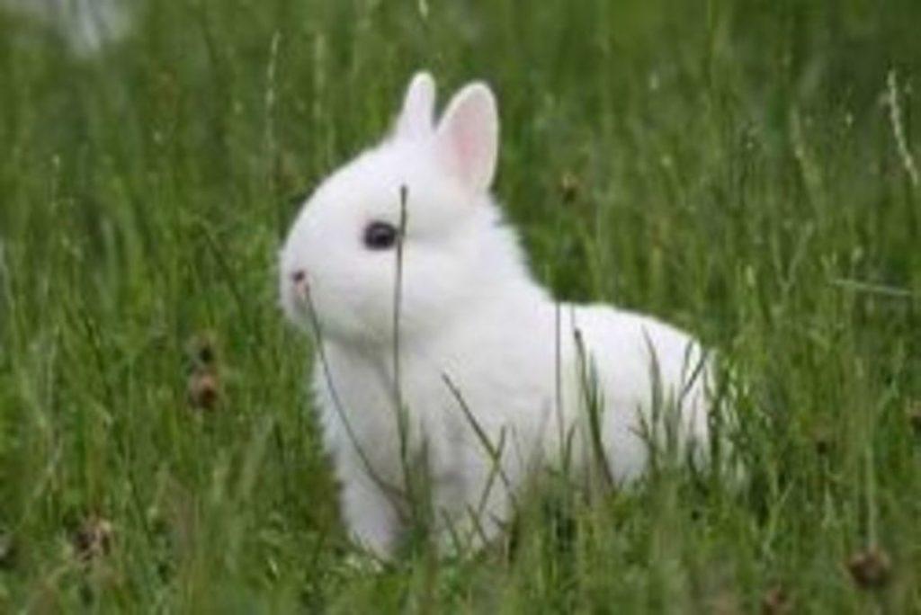 Hermelin-Kaninchen