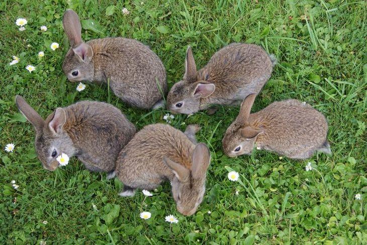 veel konijnen