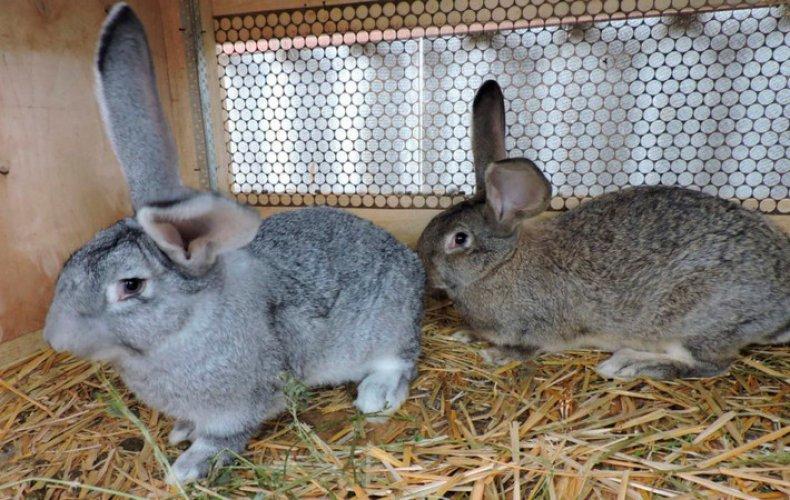 due conigli