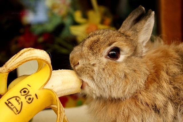 rabbit and food