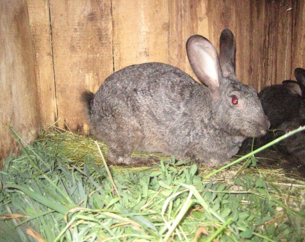 tráva králik