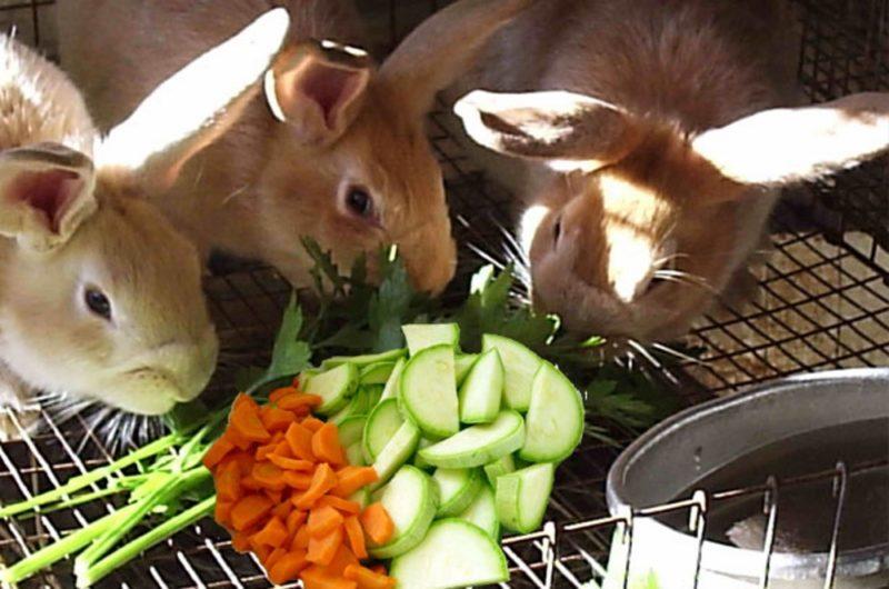 utfodring av kaniner