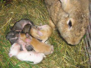 Niuanse chowu królików zimowych i zasad hodowlanych do trzymania na zewnątrz