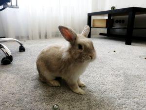 Có đáng để nuôi một con thỏ trong một căn hộ không, những ưu và nhược điểm của việc nuôi