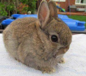 Paglalarawan ng Dutch dwarf rabbit breed, mga panuntunan sa pagpapanatili