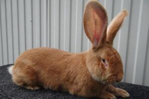 Beschreibung und Eigenschaften der Rizen-Kaninchen, deren Farben und Inhalt