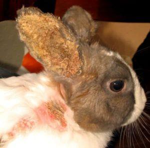 Symptoms and treatment of ear diseases in rabbits at home