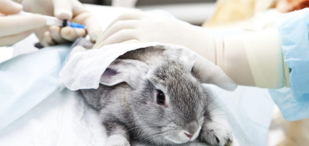 vacunació de conill