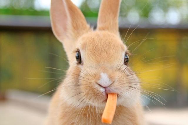 nutrire i conigli