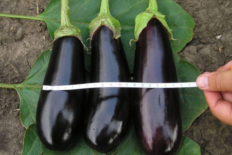 ripe eggplant