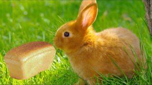 What kind of bread is better to feed rabbits and is it possible