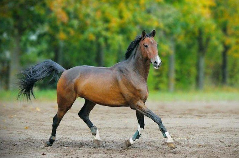 ein schönes Pferd