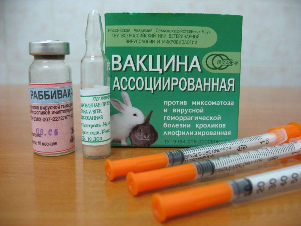 szczepionka dla królików