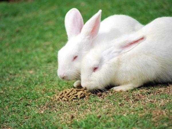 raza de conejo hikol