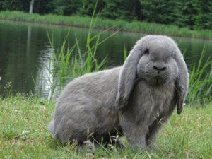 Description and characteristics of French ram rabbits, care for them