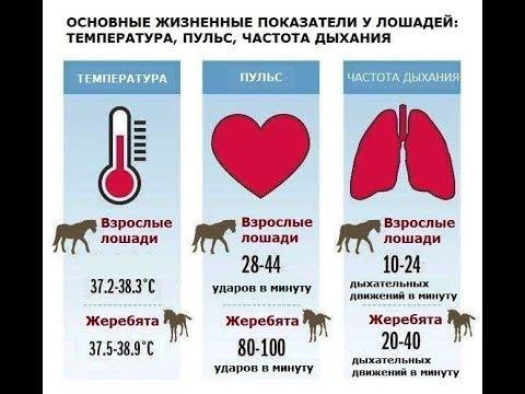 temperatura del caballo